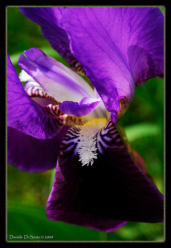 iris_marsica.jpg
