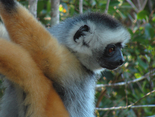 lemurien.jpg