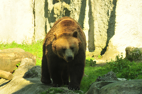 orso_marsicano.jpg